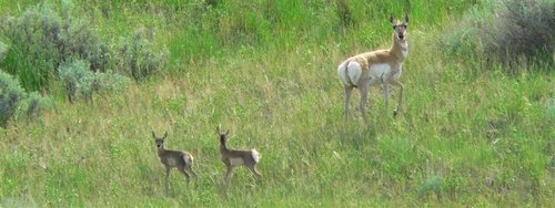 young lopes (Medium).jpg