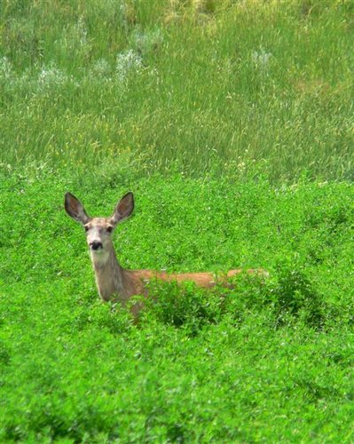 green deer (Medium).jpg