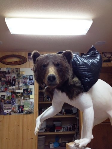 Griz8.JPG Griz8.JPG