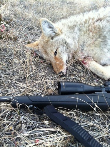 9 yard yote 2012 1.jpg