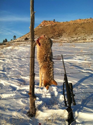 2013 jan yote.jpg