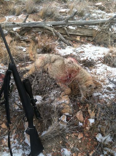 jan 2013 yote 2.jpg