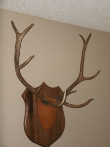 Antler mount 2.jpg