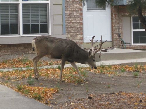muley oct 12 better.jpg