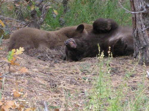 Bears_sleeping_in_the_backyard.JPG