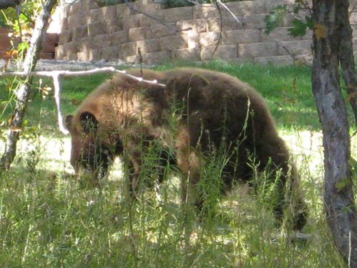 Bear_in_the_backyard.JPG