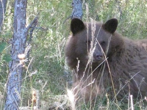 Baby_bear_watching_Daisy.JPG