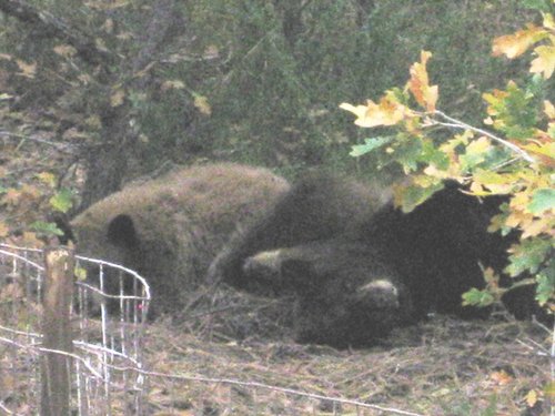 Bears_in_our_backyard.JPG