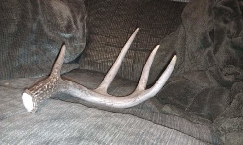 backyard antler.jpg