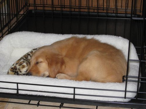 pup.jpg