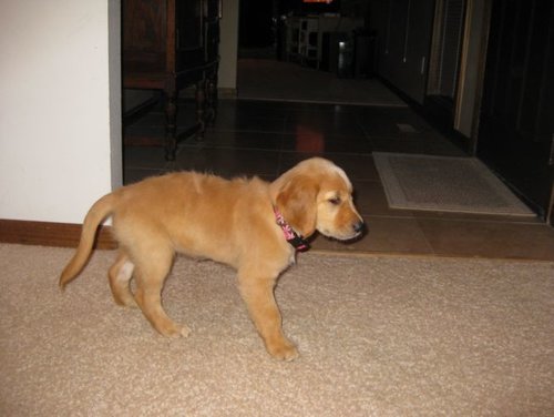 pup2.jpg