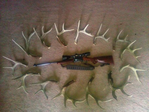 March antler collection.jpg