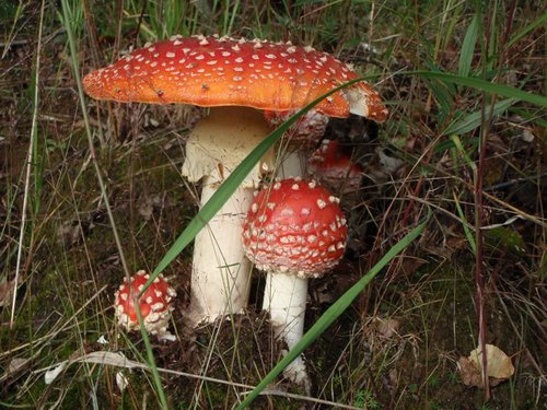 shroom.jpg