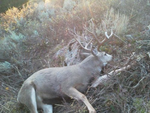 2011MuleDeer.jpg