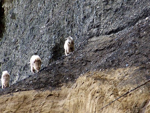 sawtooth mountains goats.JPG