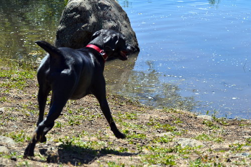 weimaraner.JPG