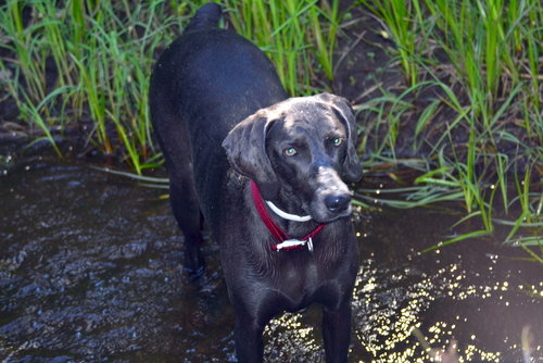 weimaraner g.JPG