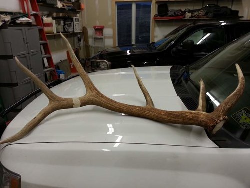 20130429_antler3.jpg