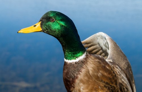 Mallard-3.jpg