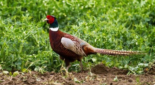 Rooster-1.jpg