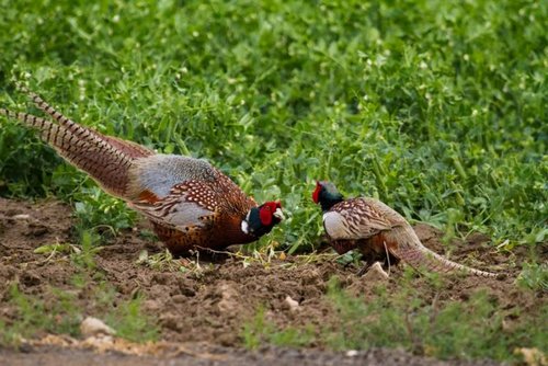 Rooster-2.jpg