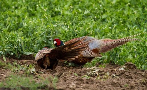 Rooster-3.jpg