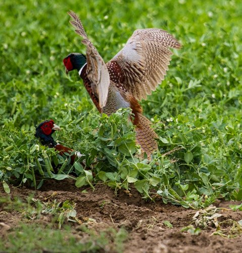 Rooster-4.jpg