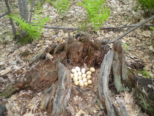 eggs.JPG