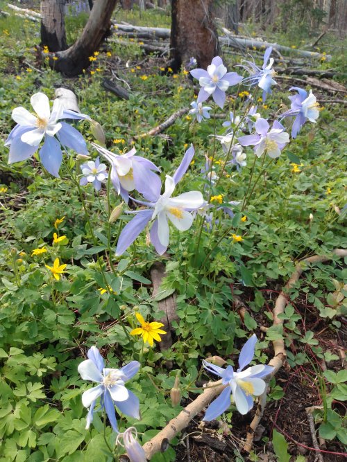 columbines 7.8.22.jpg columbines 7.8.22.jpg