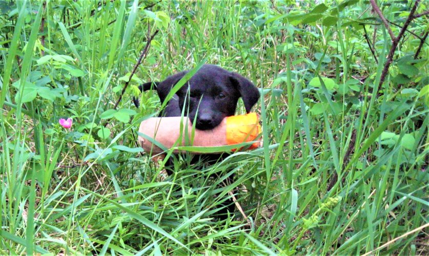 Skeeter_pup.jpg Skeeter_pup.jpg