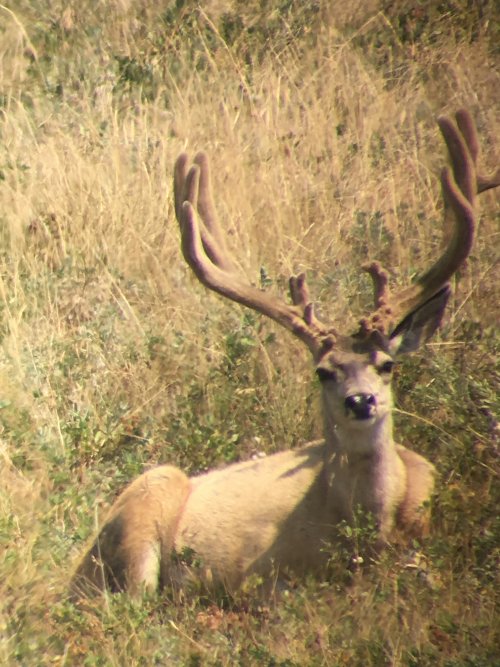 mulie 6.jpg