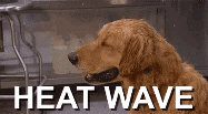 ResizedP_16583449580527421484921451306868_509707993789830.gif