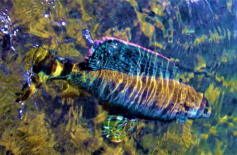 Grayling.jpg Grayling.jpg
