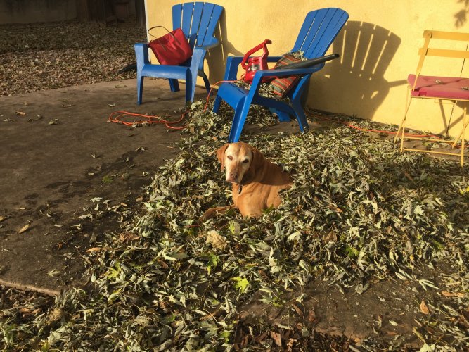 Bella leaves.JPG Bella leaves.JPG