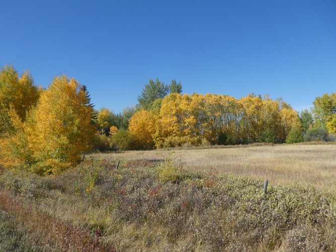 Aspen-Willow splendor.JPG