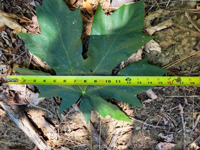 big leaf.jpg