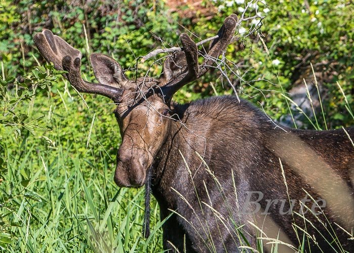 Moose July 2022 a-0462.JPG