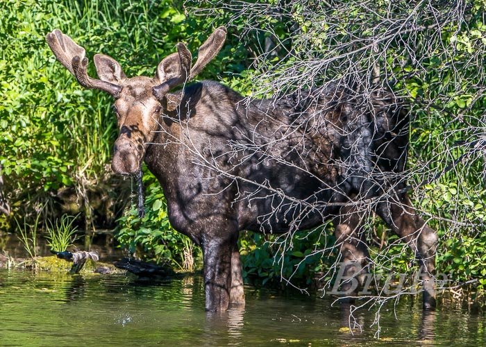 Moose July 2022 a-0464.JPG