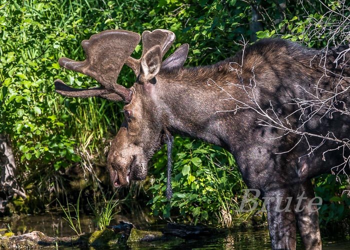 Moose July 2022 a-0468.JPG