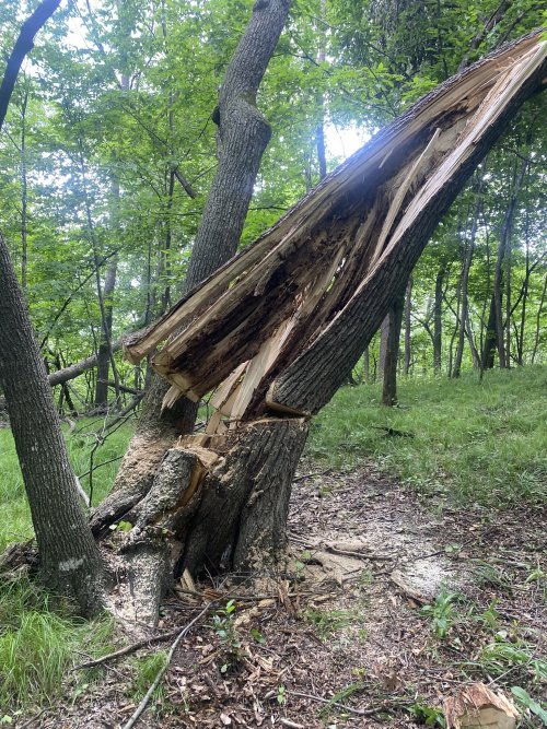 CA50B22E-9583-43A9-90BA-CBEA9A82311F.jpeg CA50B22E-9583-43A9-90BA-CBEA9A82311F.jpeg