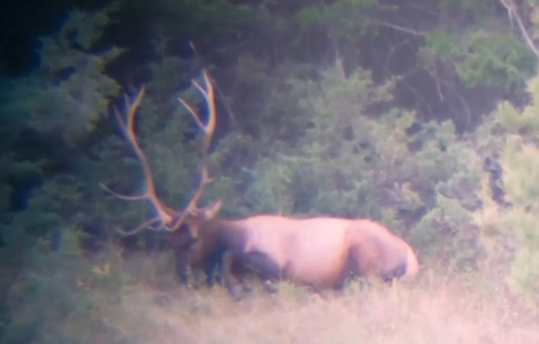 Elk.JPG