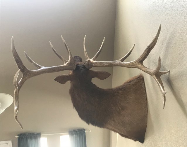 Elk 2.jpg Elk 2.jpg