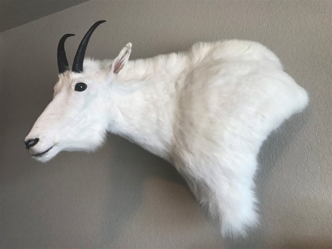 Goat.jpg Goat.jpg