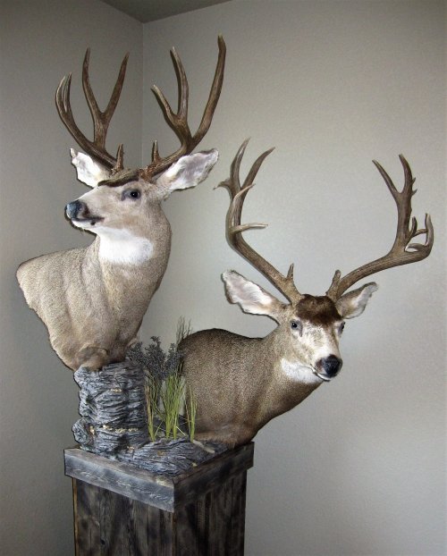 Mulies.JPG Mulies.JPG