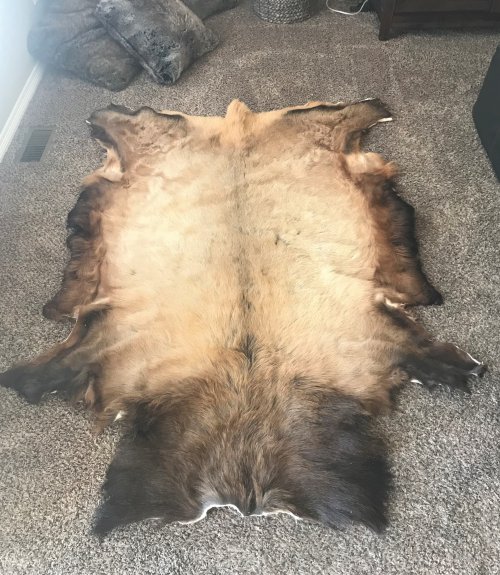 Bull Rug.jpg Bull Rug.jpg