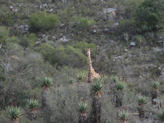 girraffe.JPG