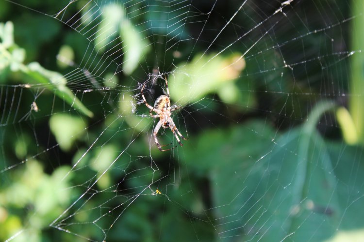 garden spider.JPG