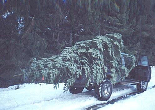 Xmas tree on truck.jpg