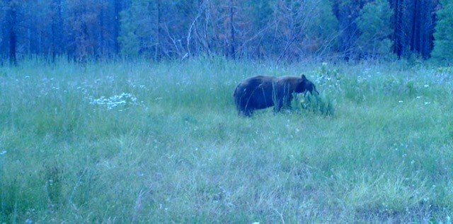 bear meadow.jpg bear meadow.jpg