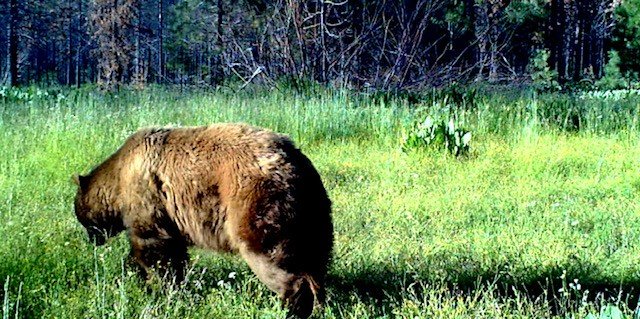 big bear meadow.jpg big bear meadow.jpg